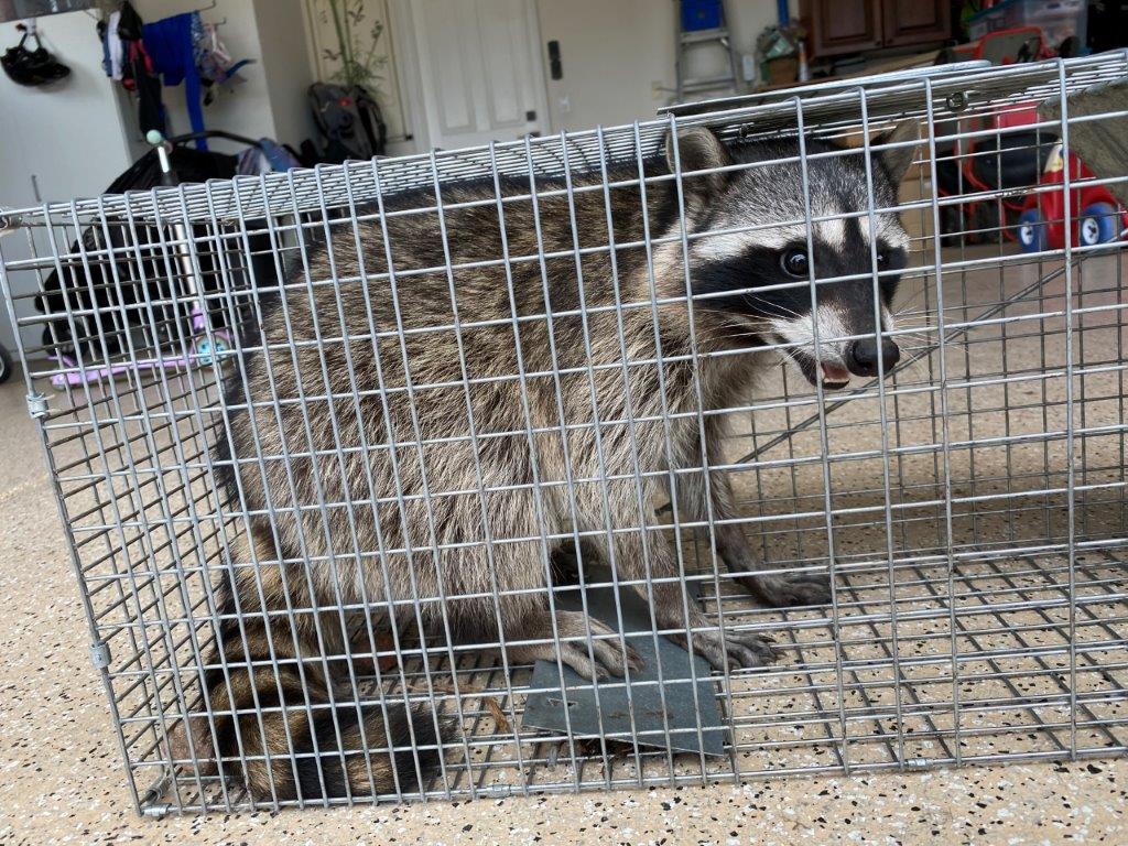 Hartford raccoon trapping